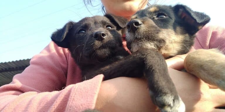 Animal Welfare Volunteering in Nepal